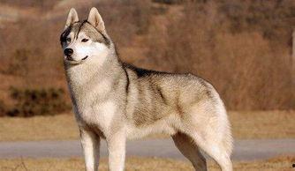 蛋黄哈士奇吃哈密瓜,蛋黄哈士奇与哈密瓜的甜蜜邂逅