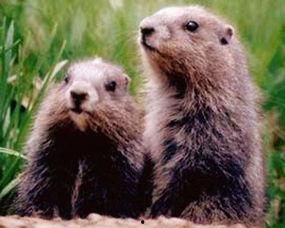 地鼠瓜怎么吃,解锁健康营养新选择