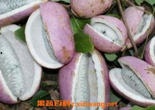 八月瓜多久吃,揭秘从种植到收获的周期奥秘