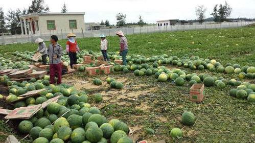 定州凤翔园吃瓜,瓜果飘香，品味夏日田园风情