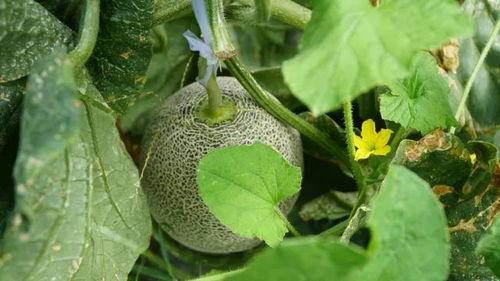 夏日清凉吃瓜装备,畅享夏日美味时光