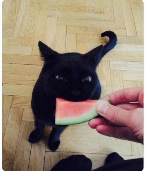 吃瓜喵星人,揭秘吃瓜喵星人的趣味生活