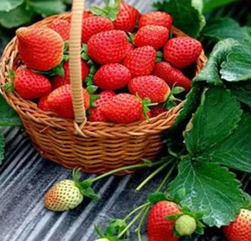 qq吃瓜草莓小屋,网络社交新潮流