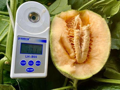 2019最全吃瓜大全,年度吃瓜大全回顾