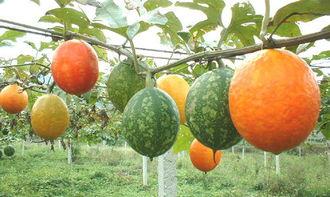 吊瓜花可以吃吗?,美味还是危险？探究其食用之谜