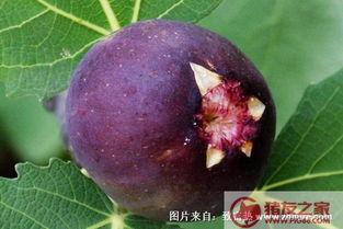 吃刺角瓜过敏吗,食用需谨慎