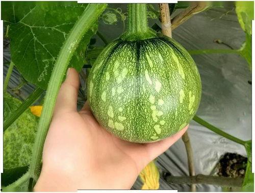 吃瓜第23天,热点事件背后的真相与反思