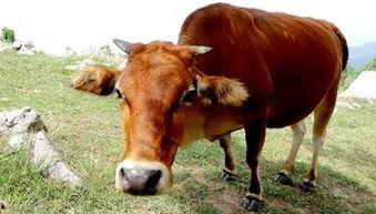 吃瓜视频大全牛人,揭秘娱乐圈幕后故事