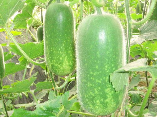 背锅吃瓜图片大全,背锅吃瓜背后的故事与笑料